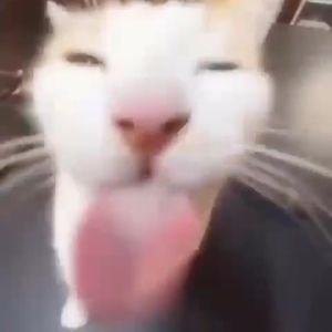 Meet your Posher, Elliot